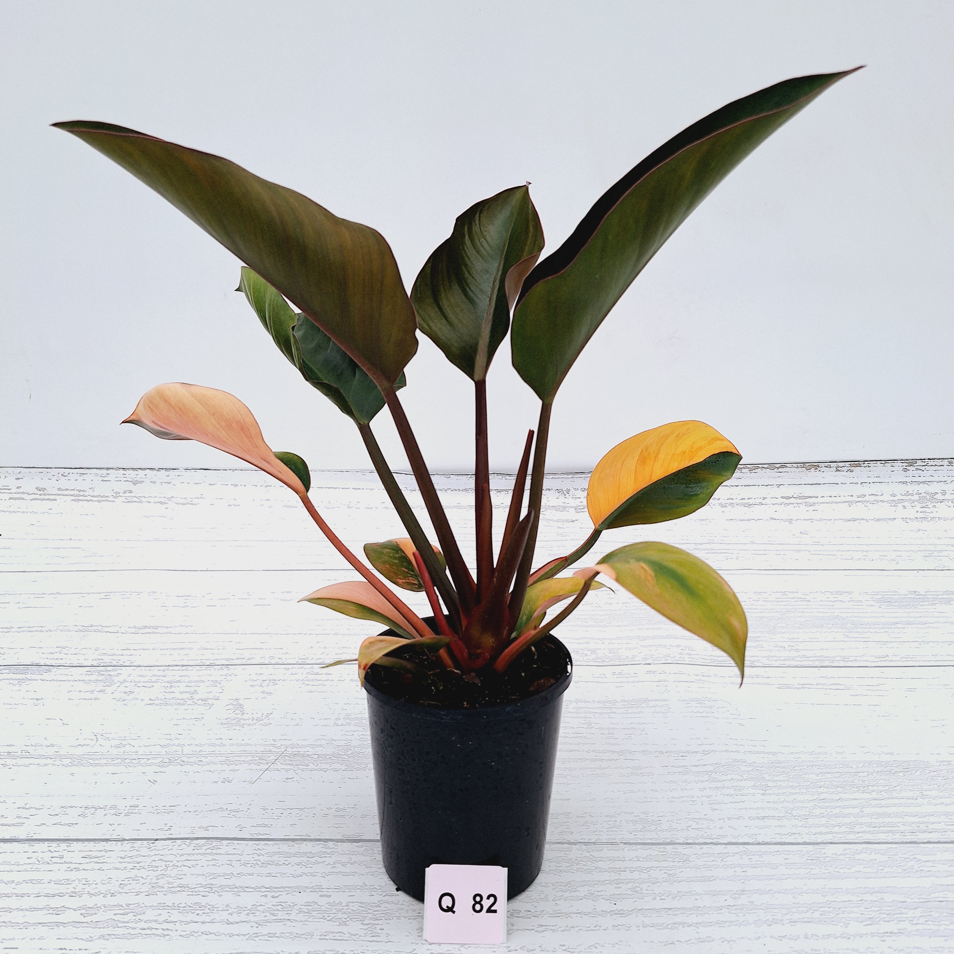 Philodendron &#39;Rojo Congo Variegated&#39;