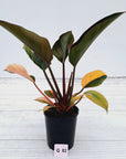 Philodendron 'Rojo Congo Variegated'