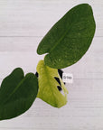 Monstera Deliciosa 'Mint'