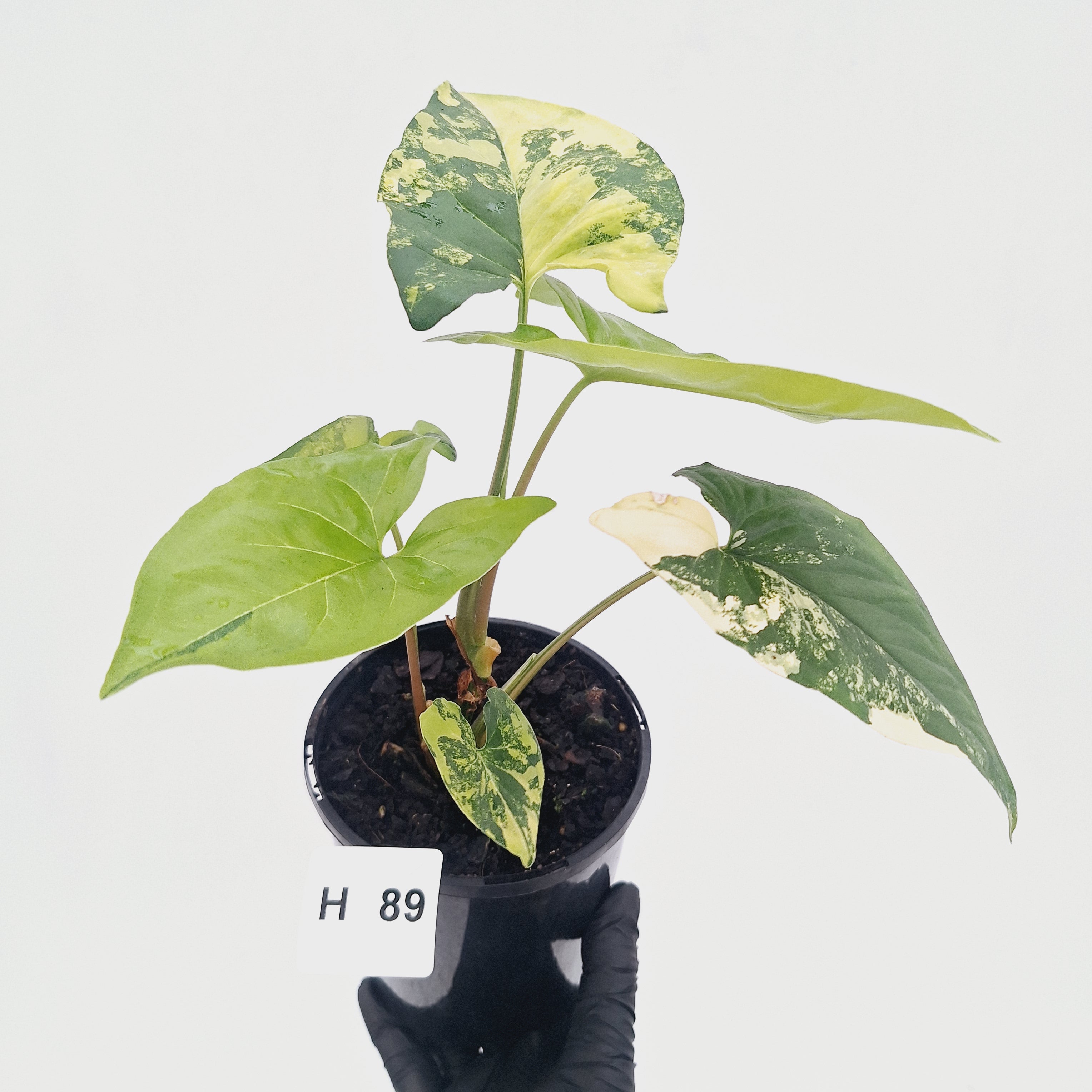 Syngonium podophyllum 'Gold'