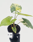 Syngonium podophyllum 'Gold'