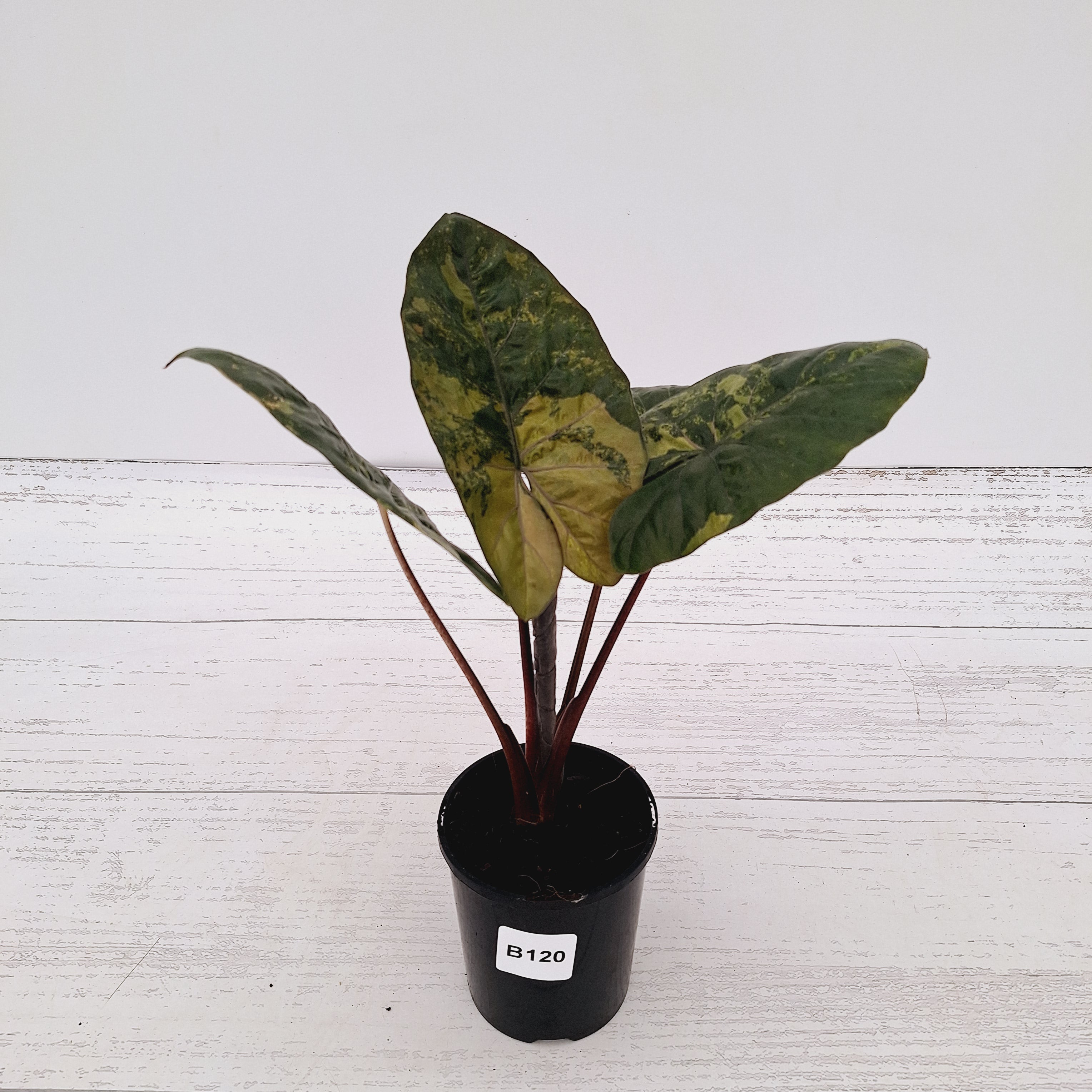 Alocasia macrorrhizos 'plumbea Variegata'