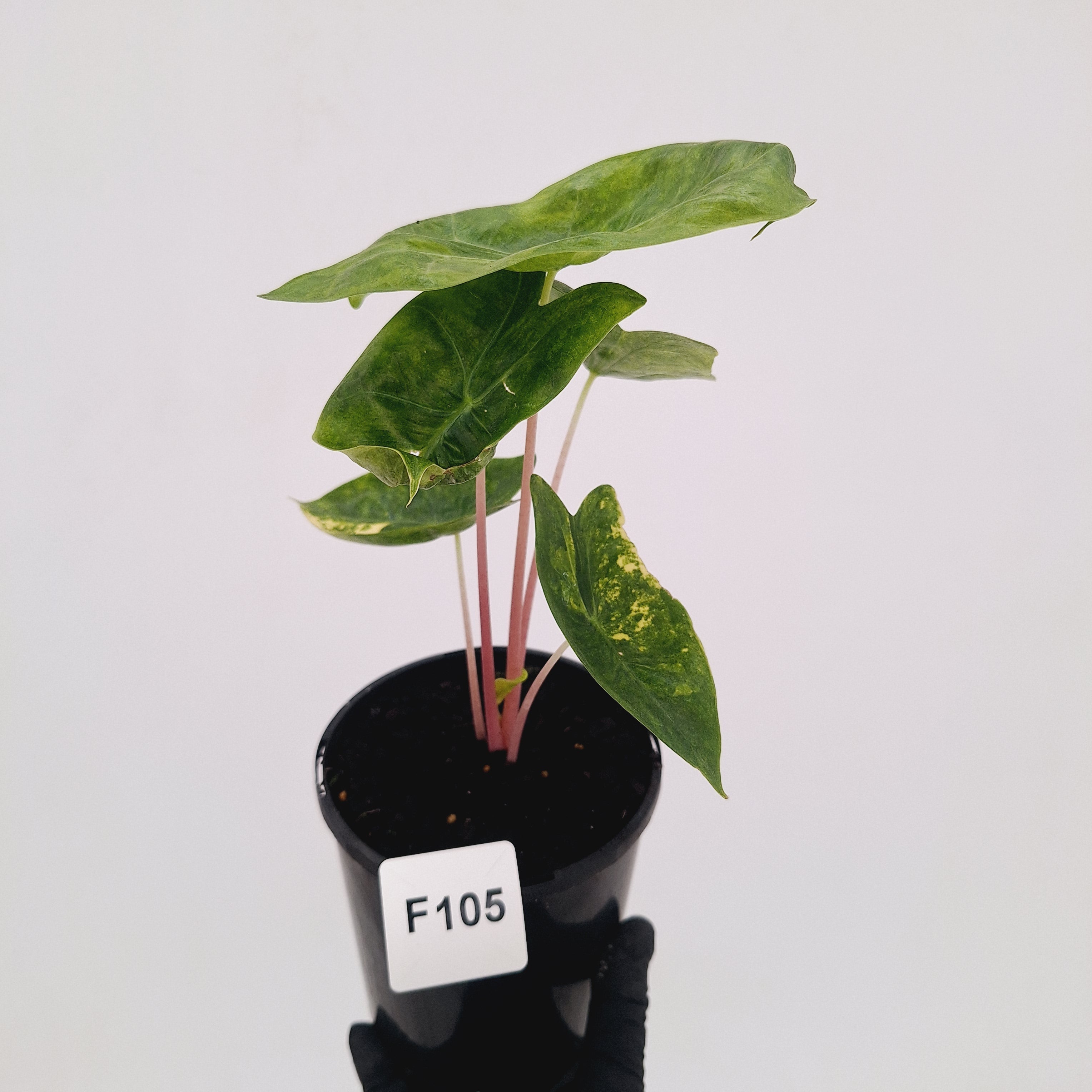 Alocasia 'Morocco' Variegated - SALE