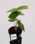 Alocasia 'Morocco' Variegated - SALE