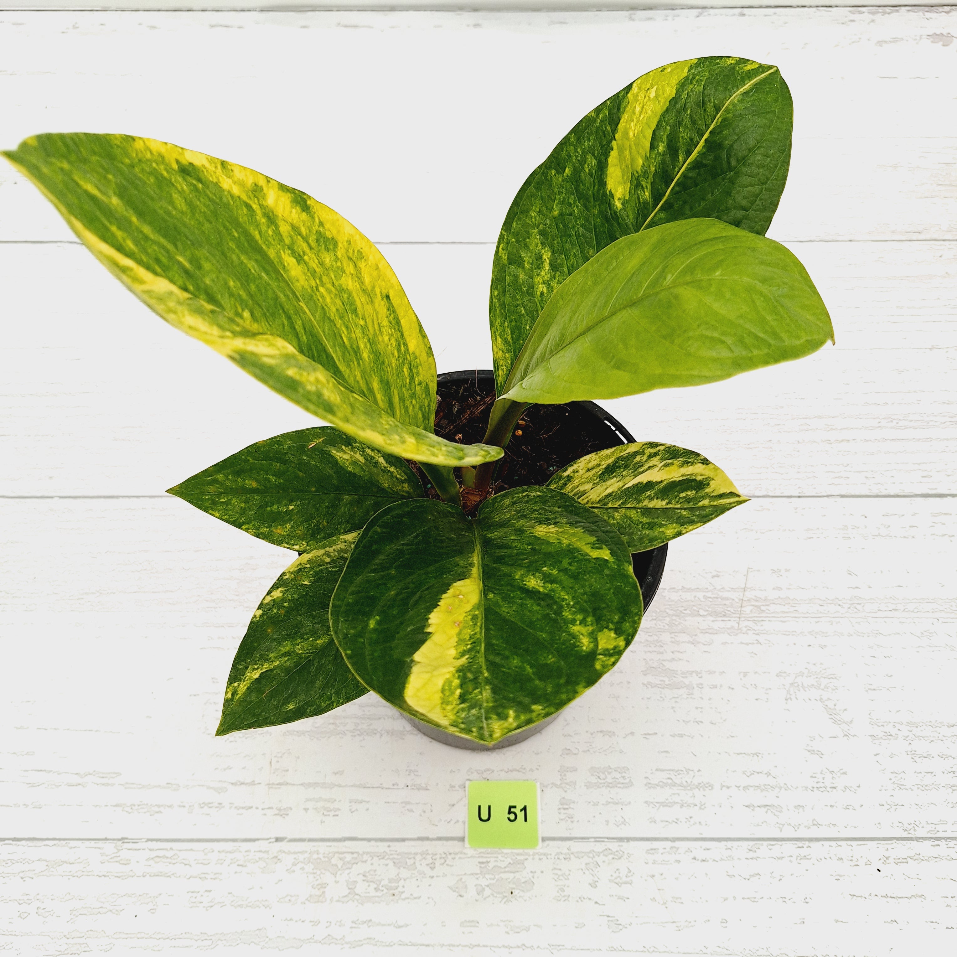 Anthurium jenmanii Variegata