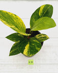 Anthurium jenmanii Variegata