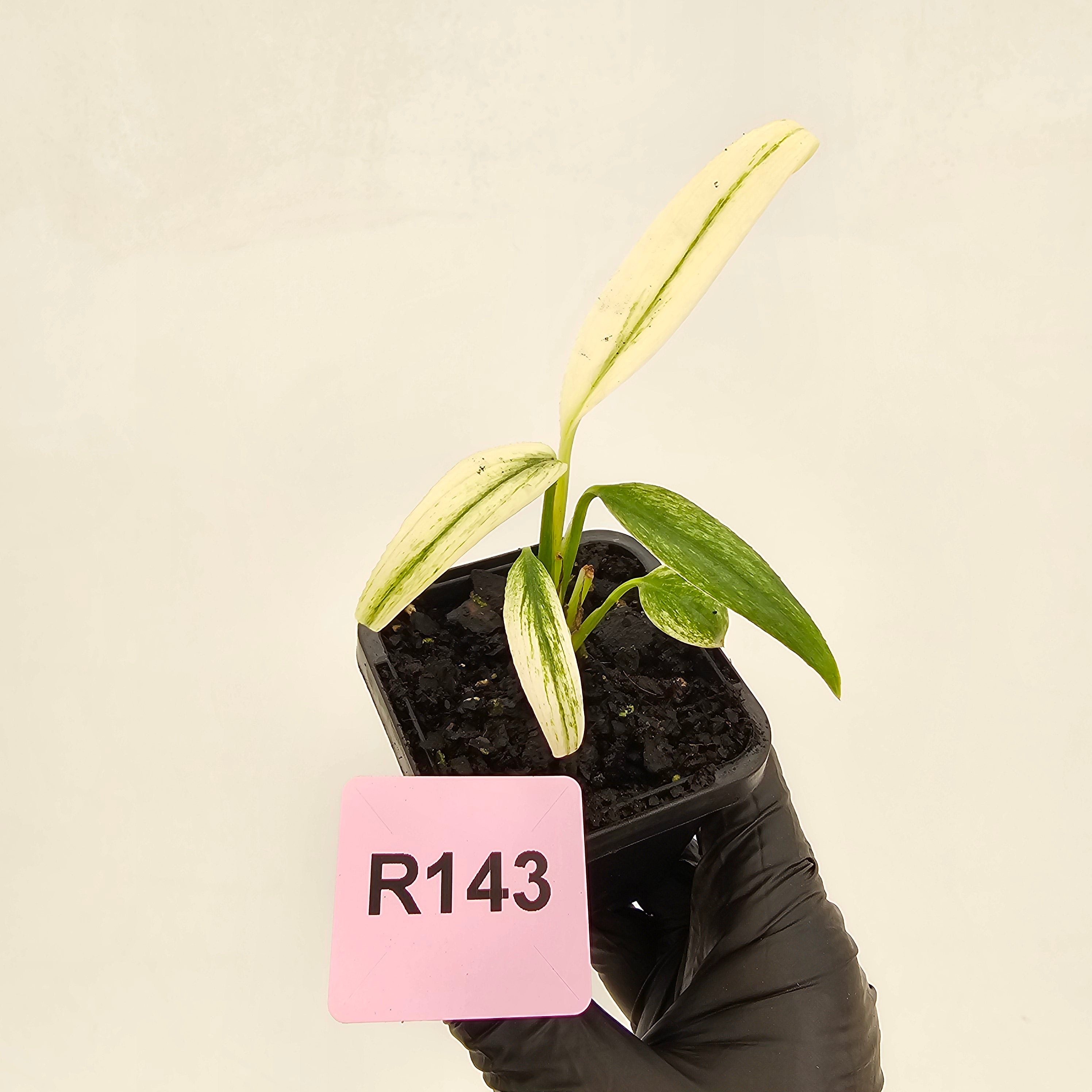 Epipremnum amplissimum variegata 'Albo'
