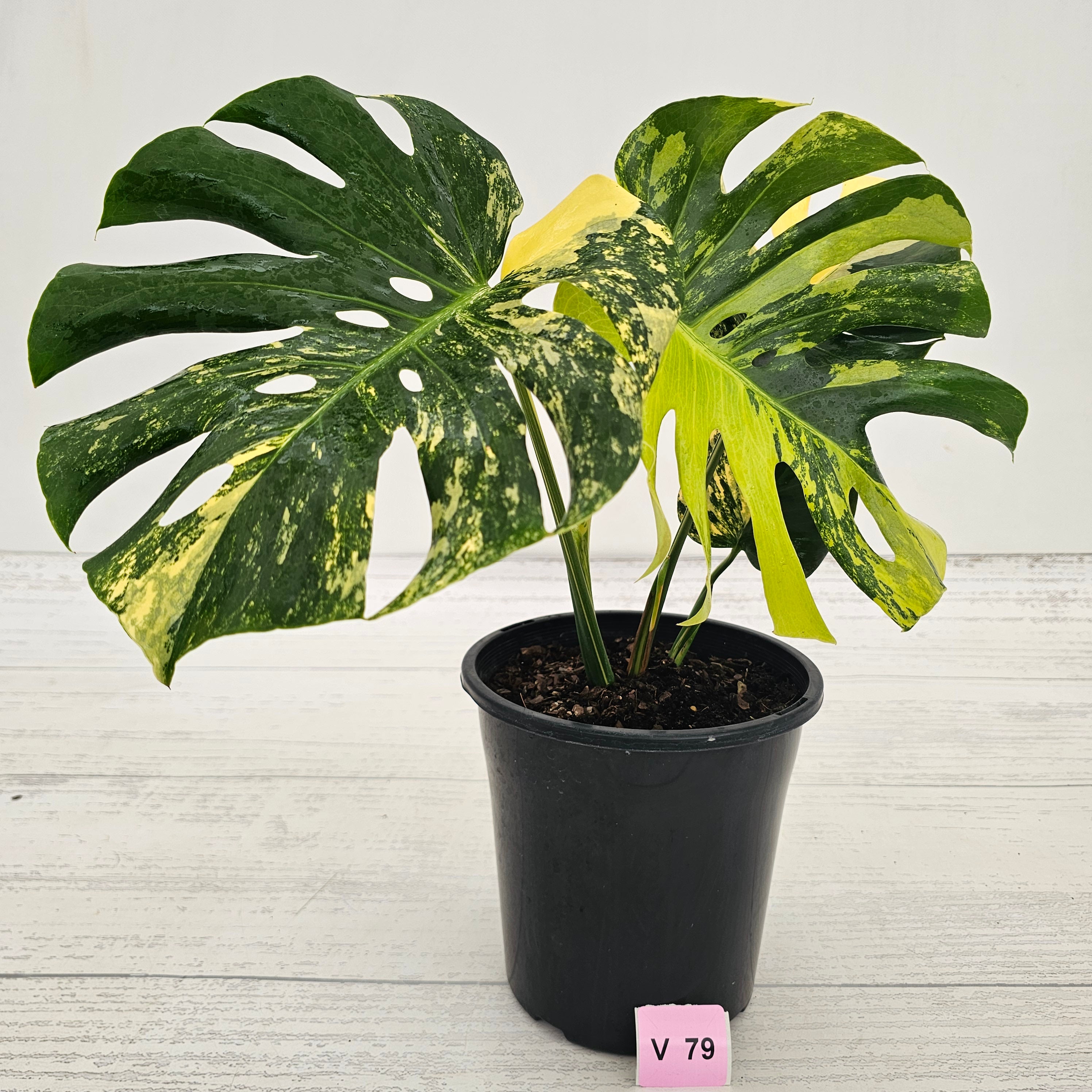 Monstera deliciosa Variegata