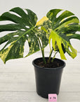 Monstera deliciosa Variegata