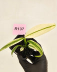 Epipremnum amplissimum variegata 'Albo'