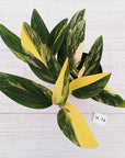 Monstera standleyana 'Cobra' - SALE