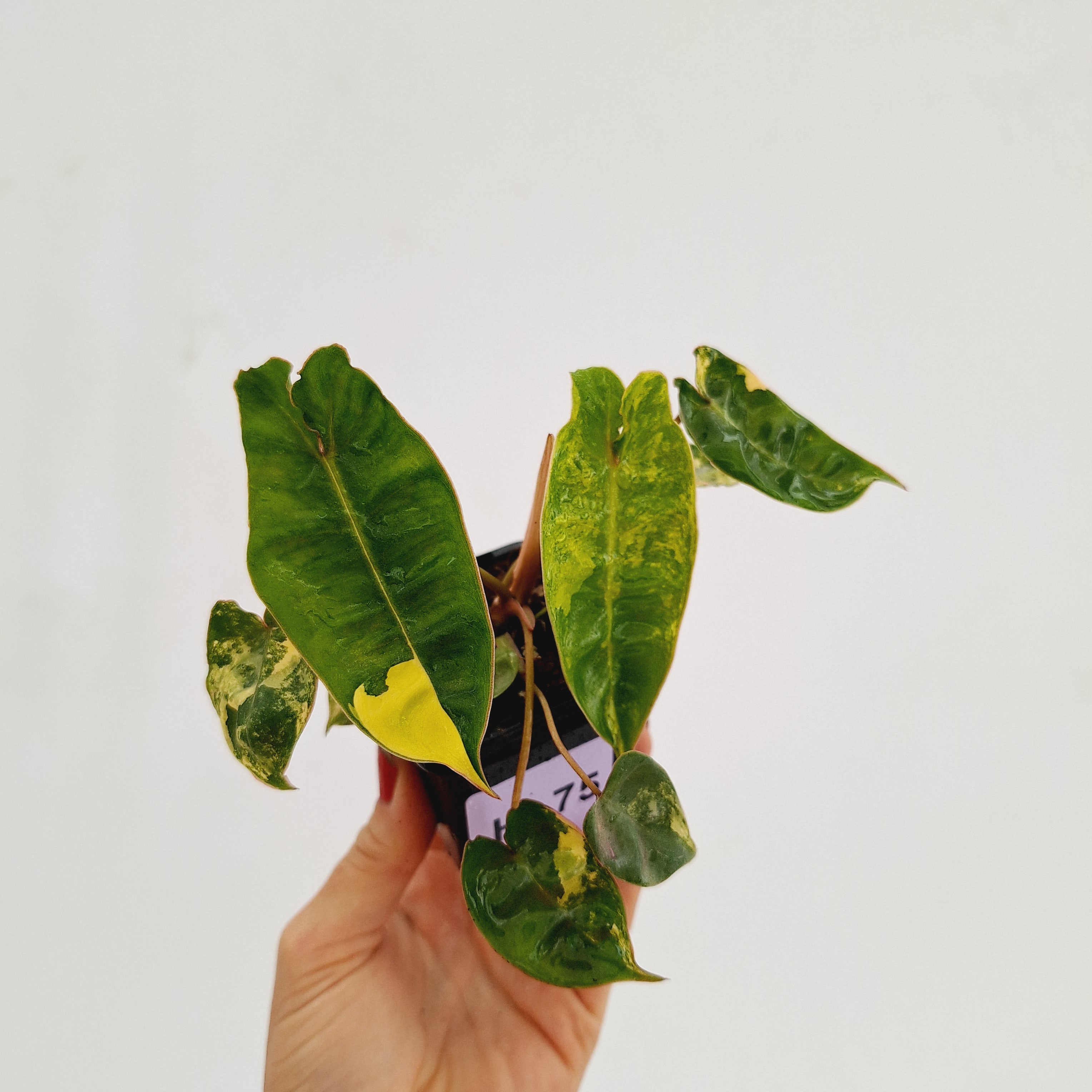 Philodendron billietiae Variegata