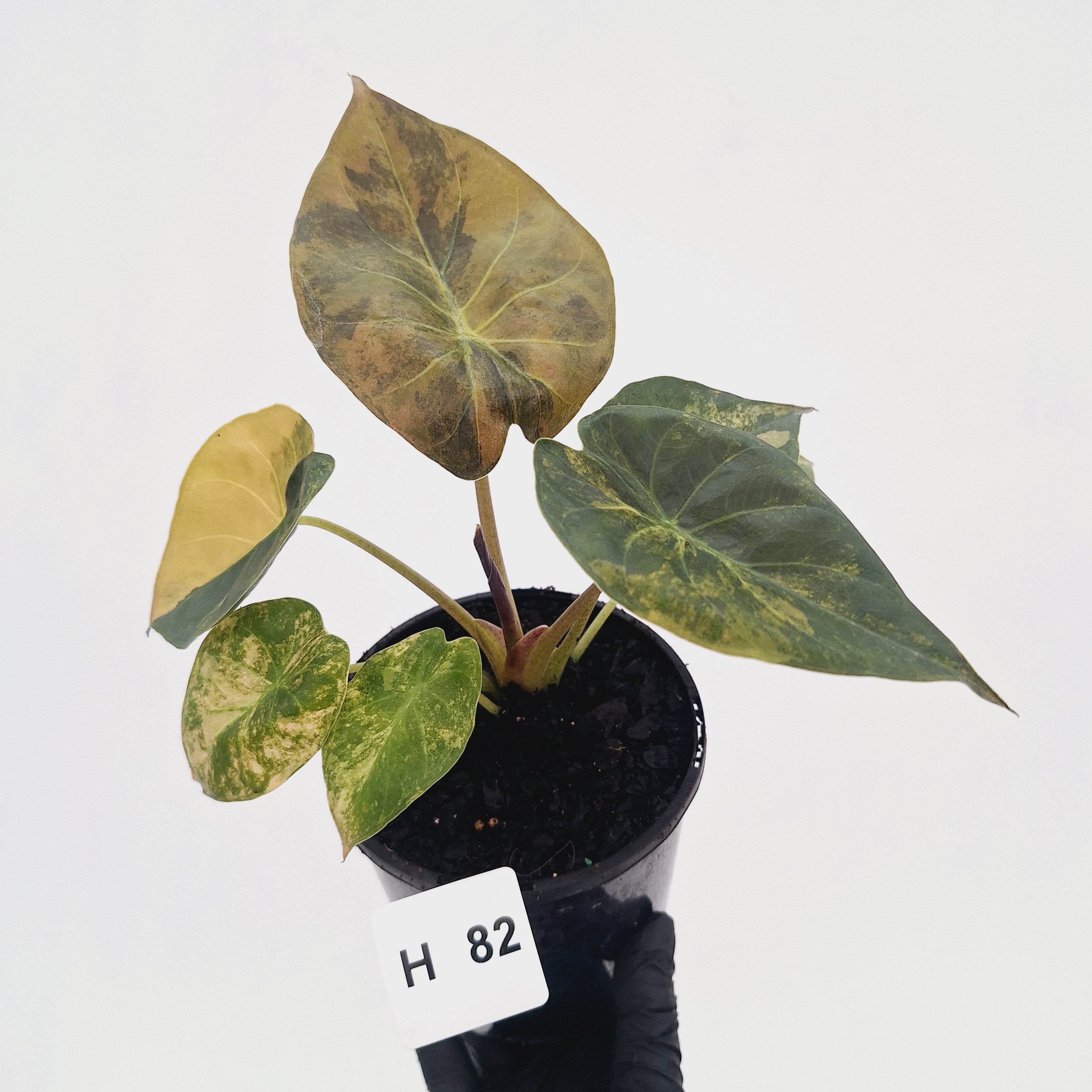 Alocasia ‘wentii’ Variegated