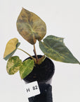 Alocasia ‘wentii’ Variegated