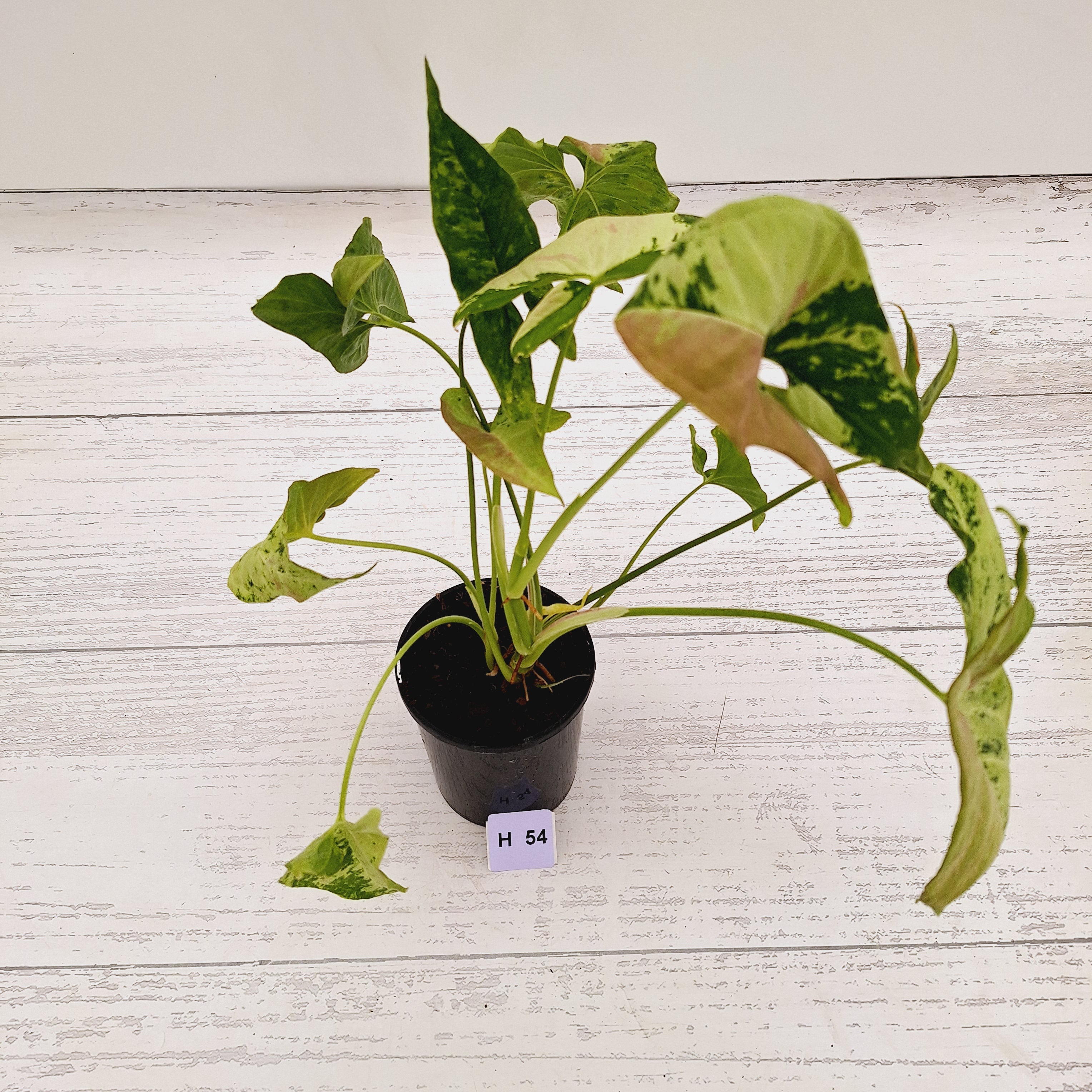 Syngonium podophyllum Confetti Tricolour