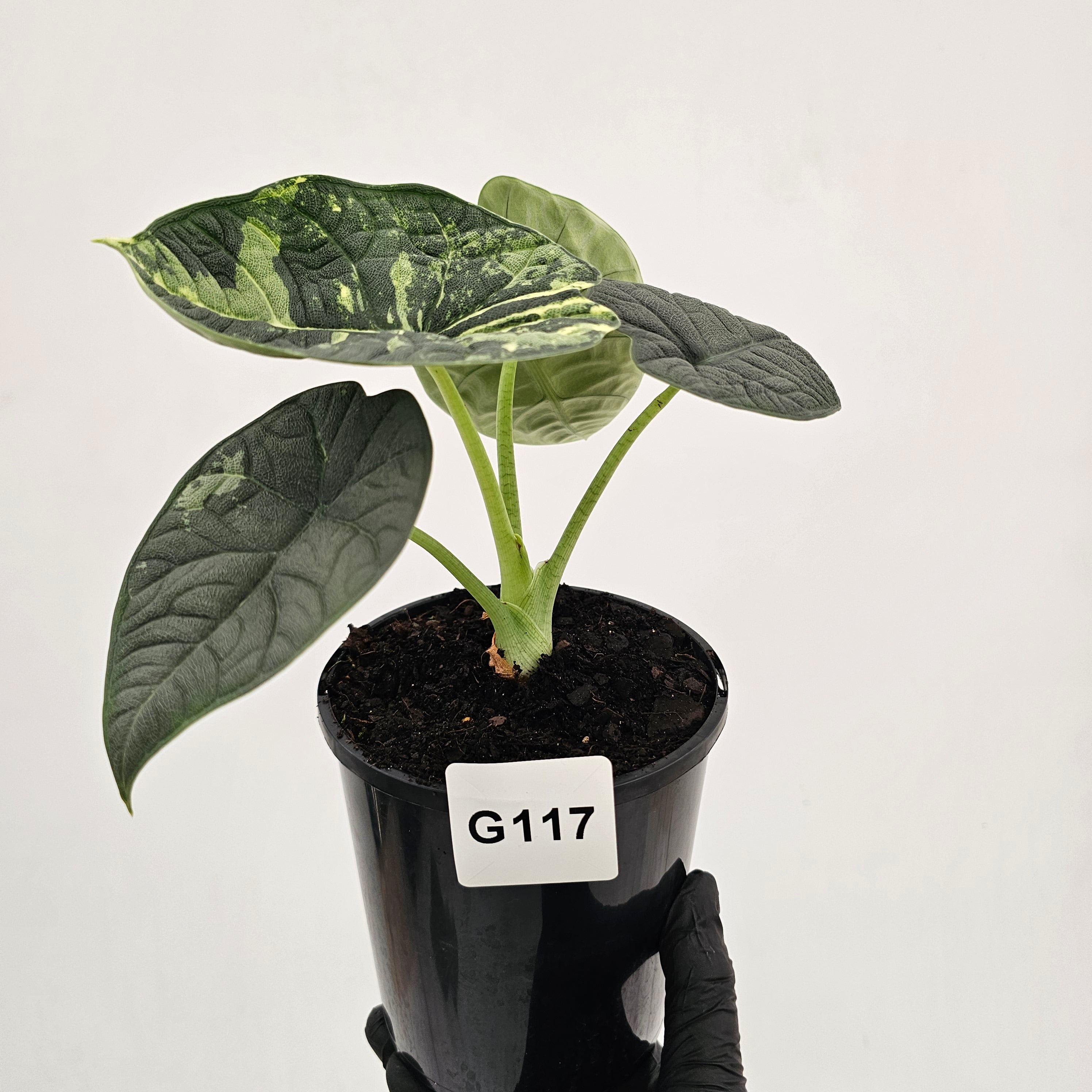 Alocasia melo 'Rhino Skin' Variegata
