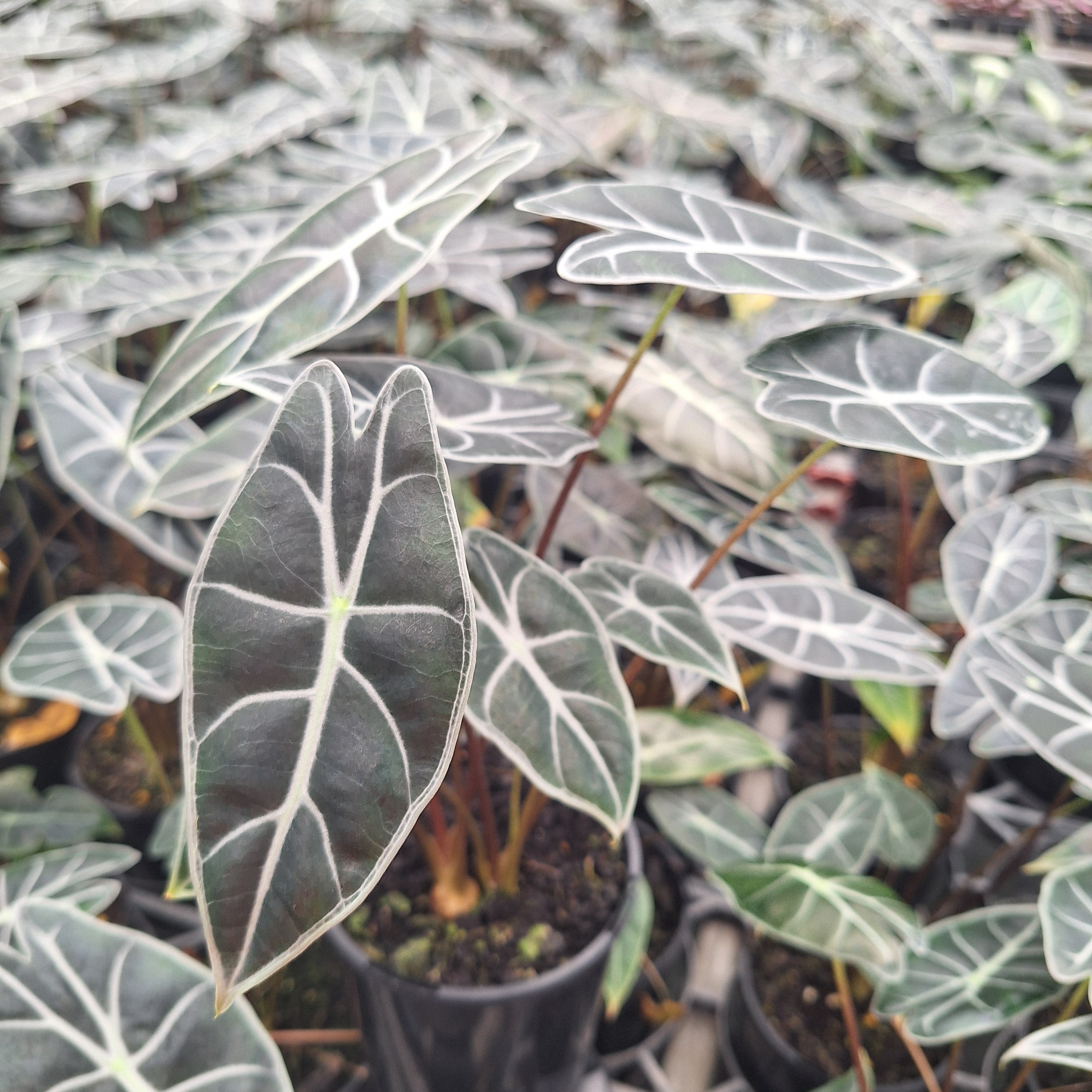 Alocasia  no ID