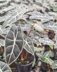 Alocasia  no ID