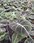 Alocasia reginula Black Velvet