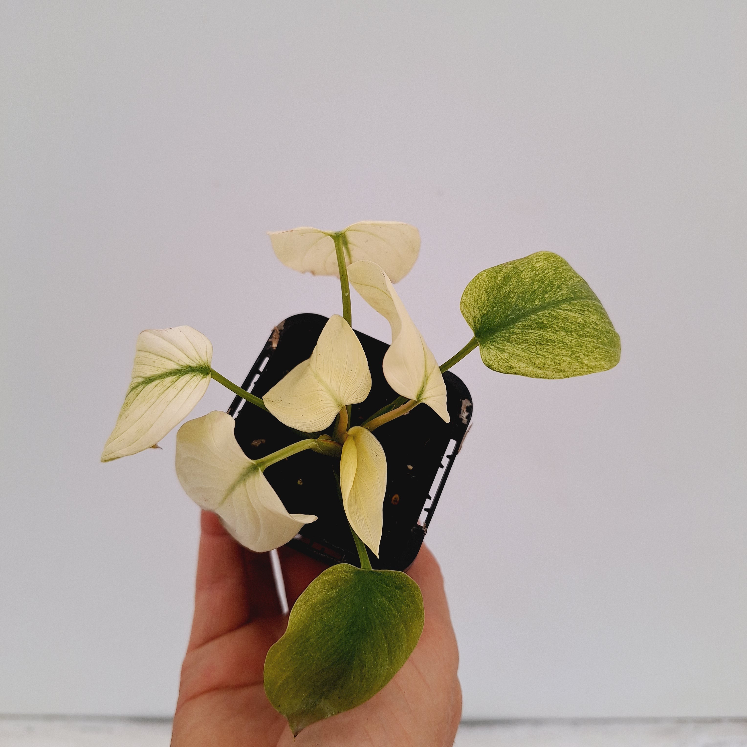 Homalomena rubescens Variegata