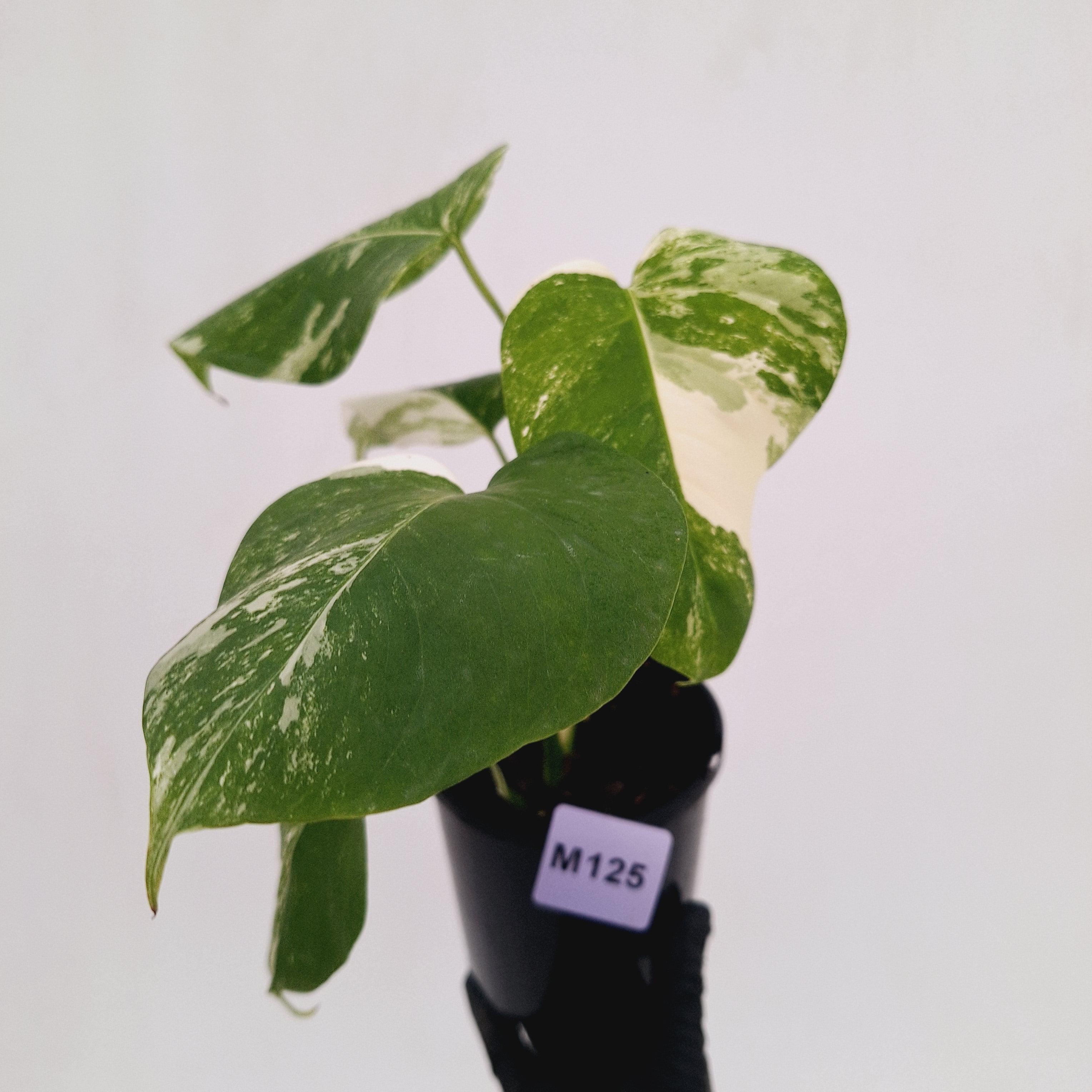 Monstera borsigiana 'Albo'