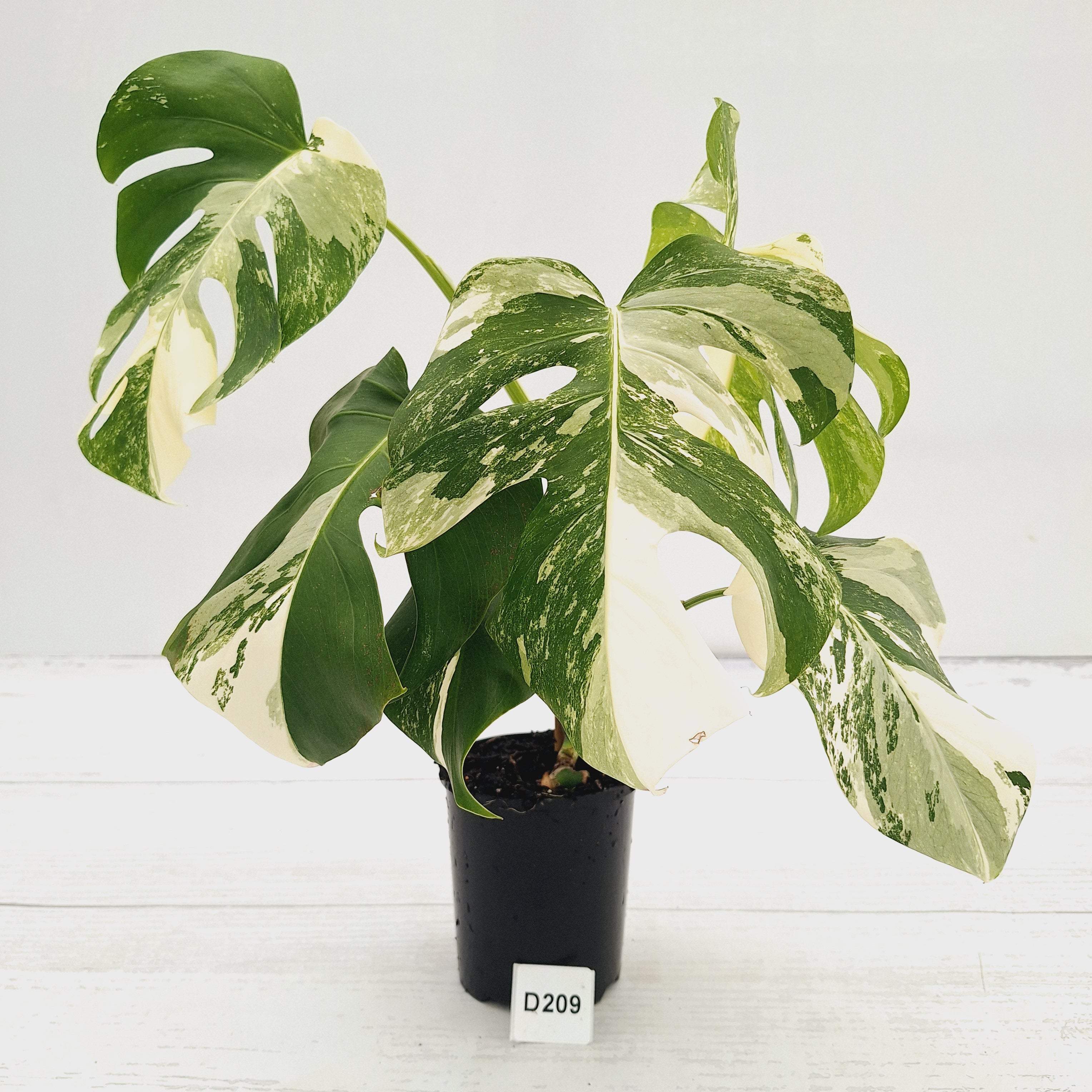 Monstera borsigiana 'Albo'