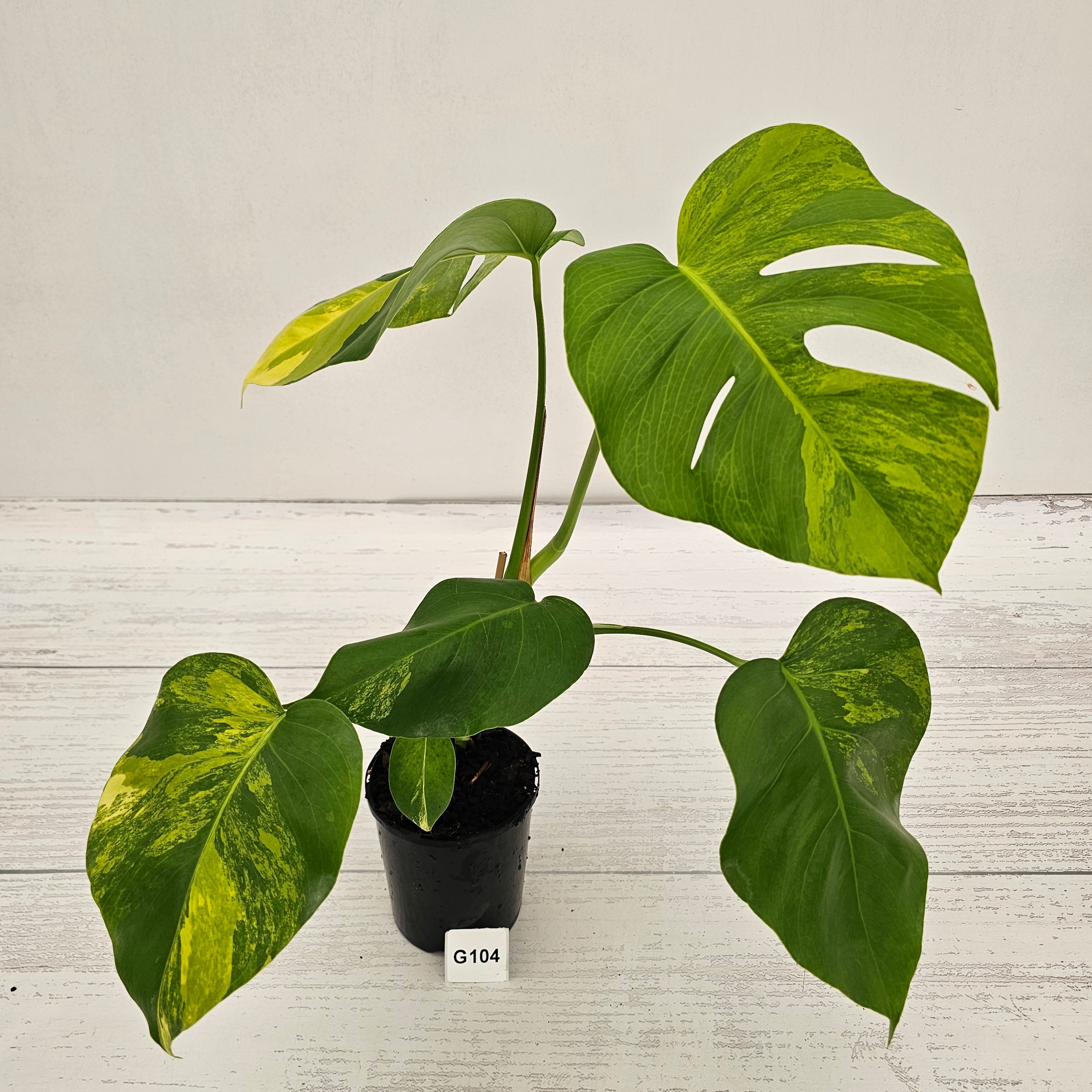 Monstera borsigiana Aurea