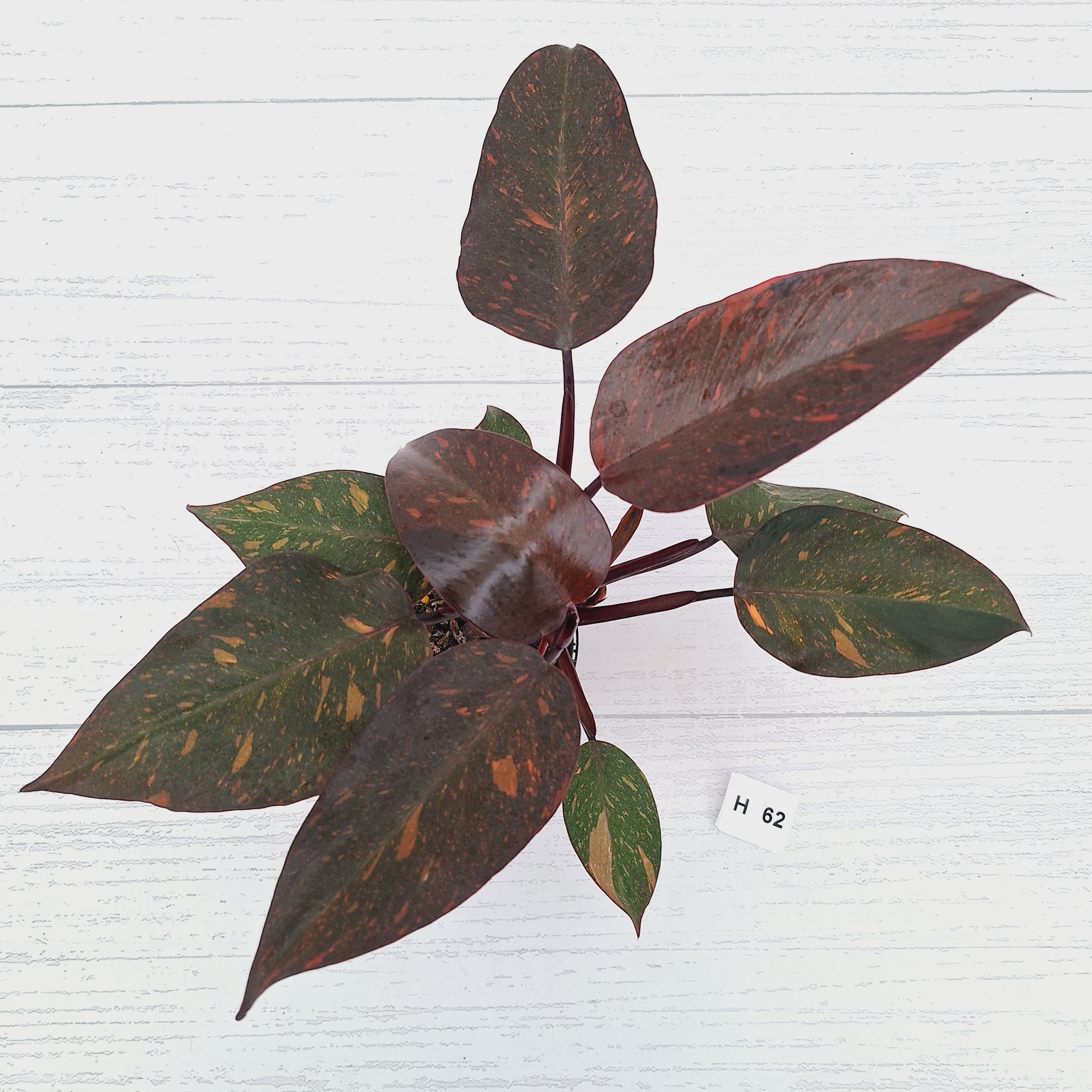 Philodendron 'Orange Princess' - FLASH SALE