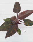 Philodendron 'Orange Princess' - FLASH SALE