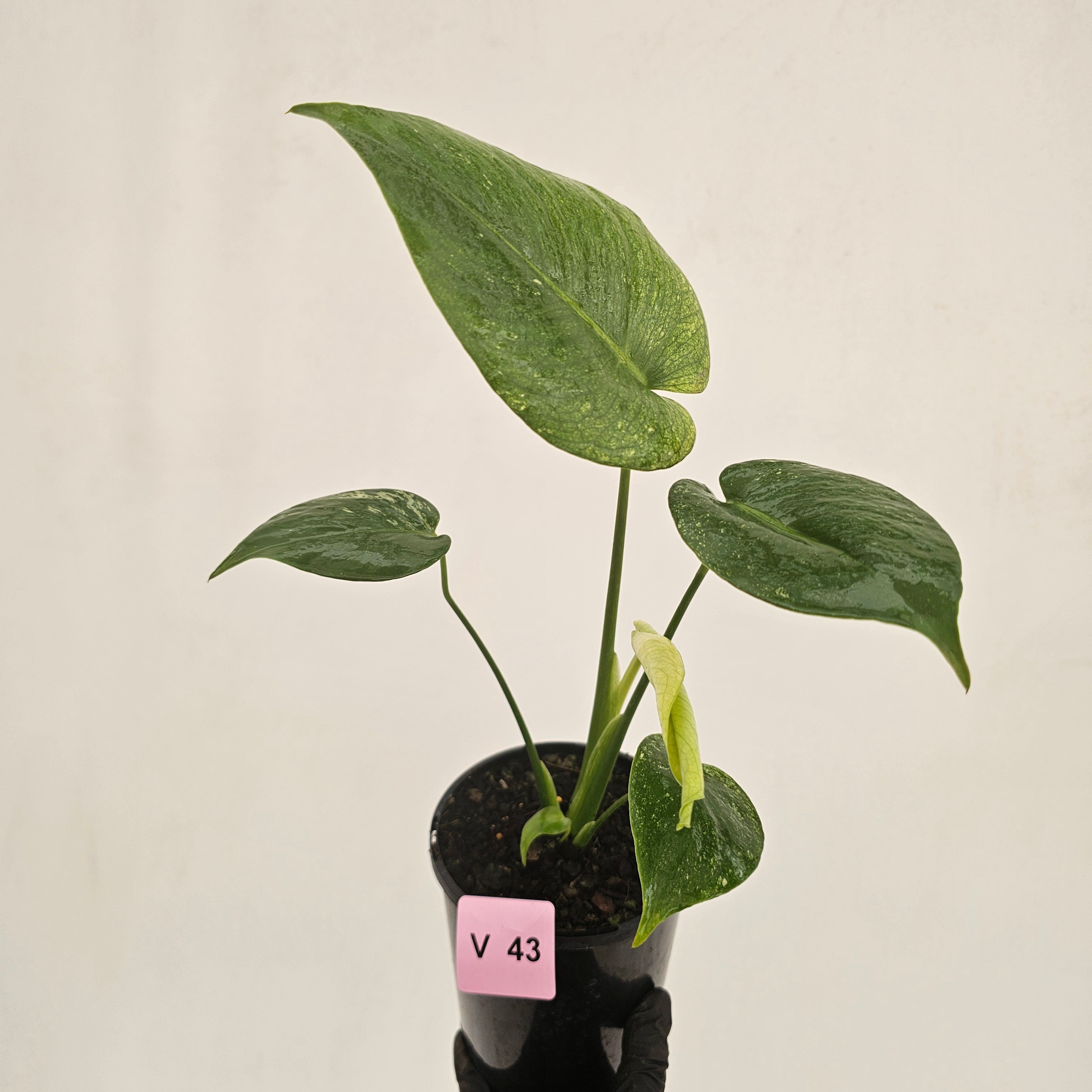 Monstera Deliciosa 'Mint' - SALE