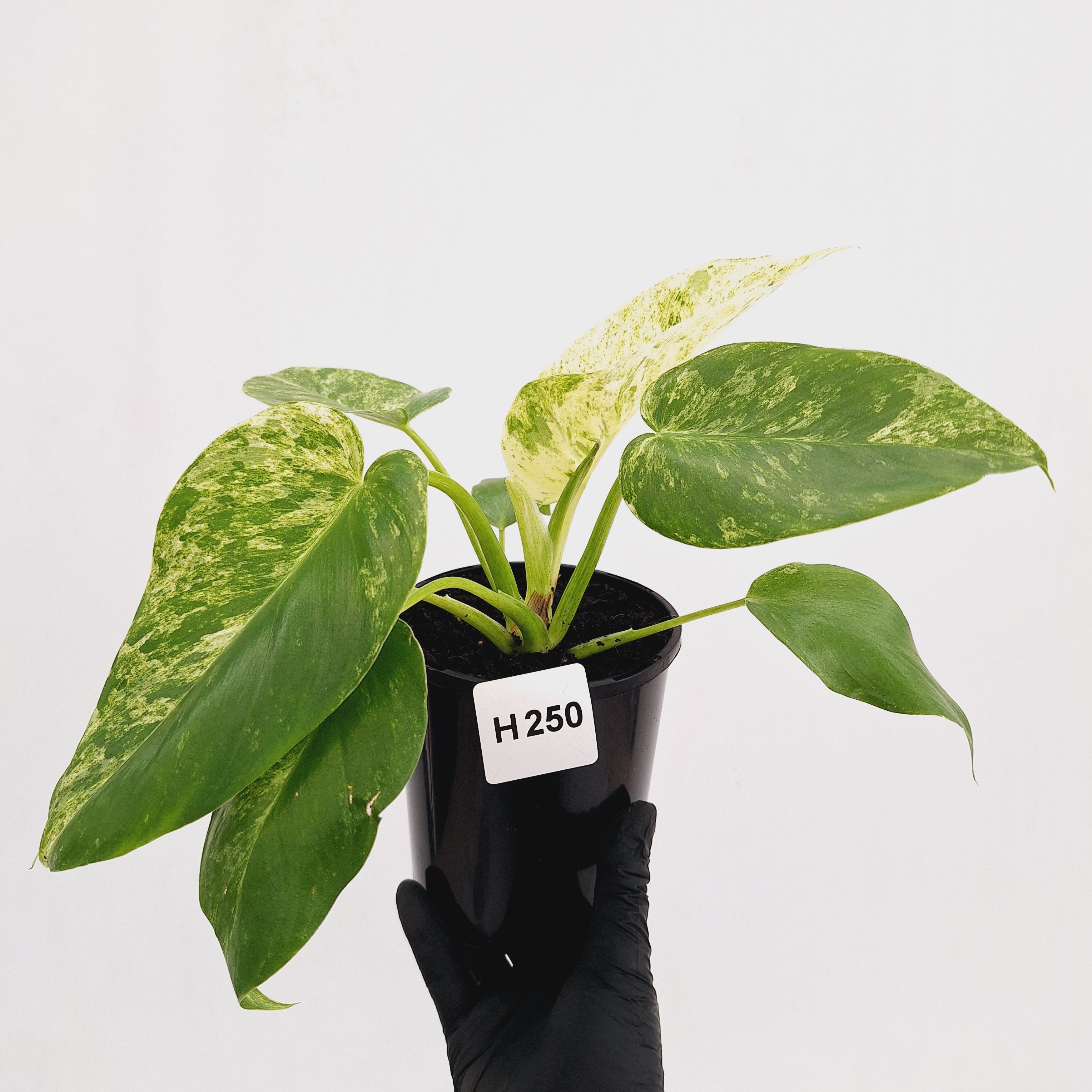 Philodendron giganteum Blizzard - SALE