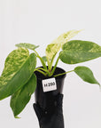 Philodendron giganteum Blizzard - SALE