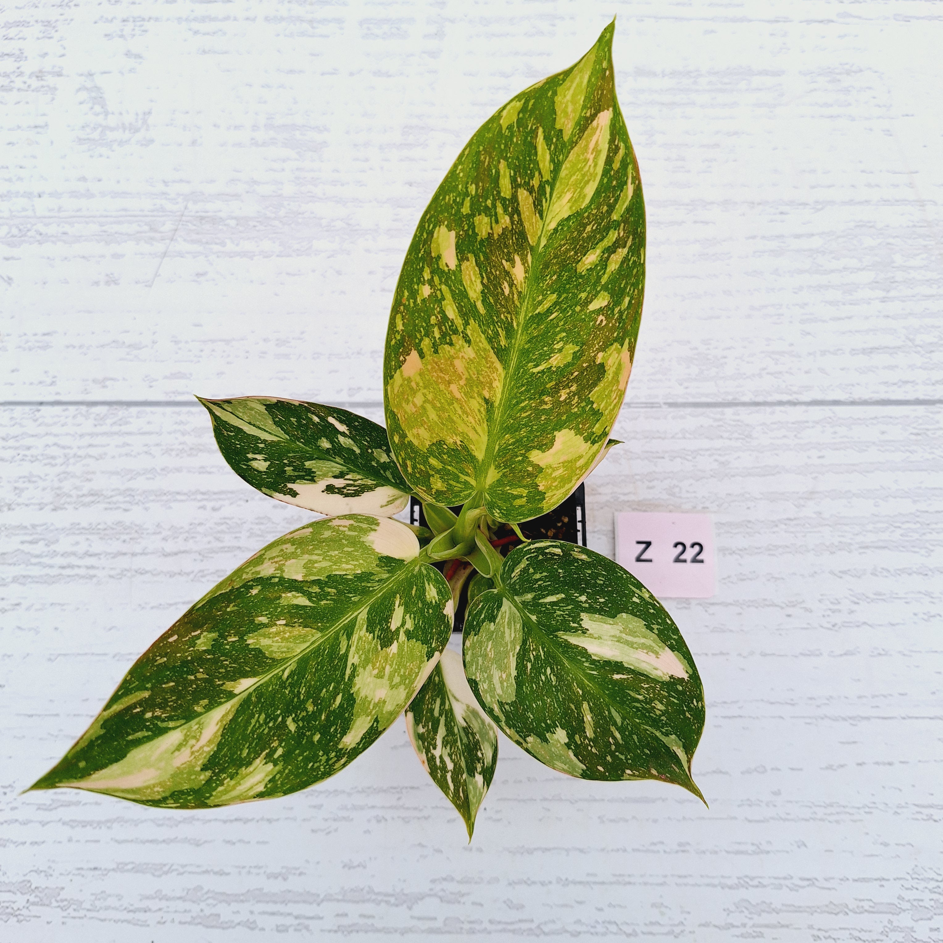 Philodendron Green Congo Variegata (Nuclear)