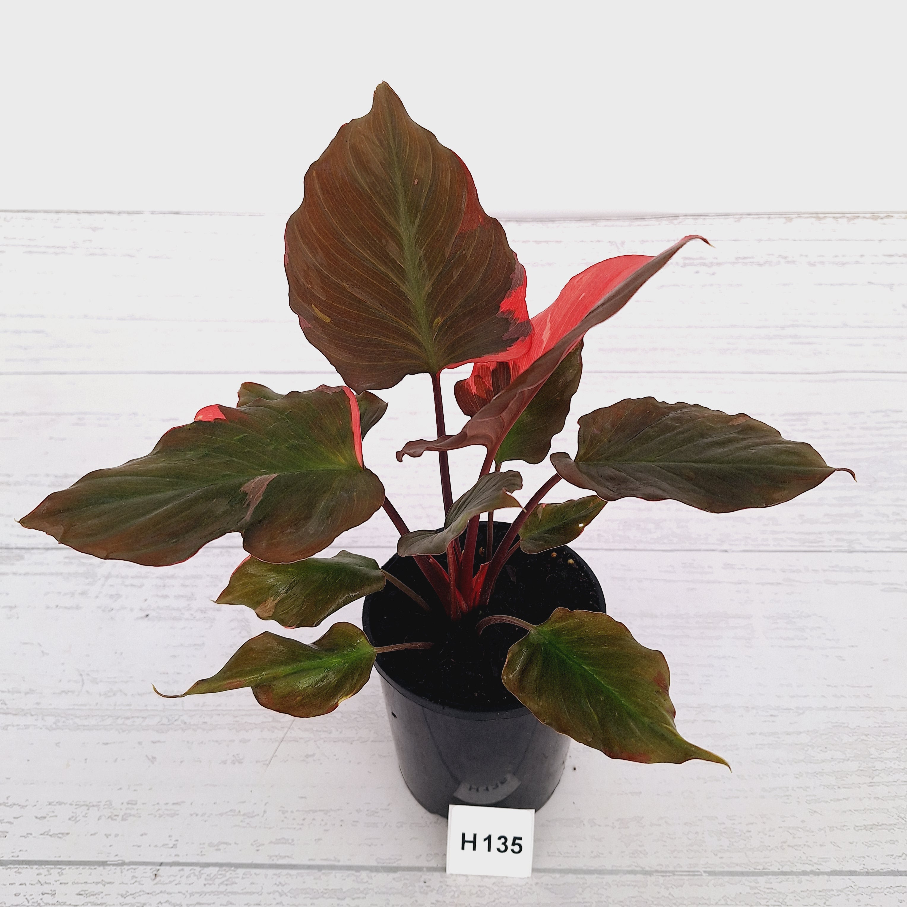 Homalomena rubescens Flaming Red Variegata