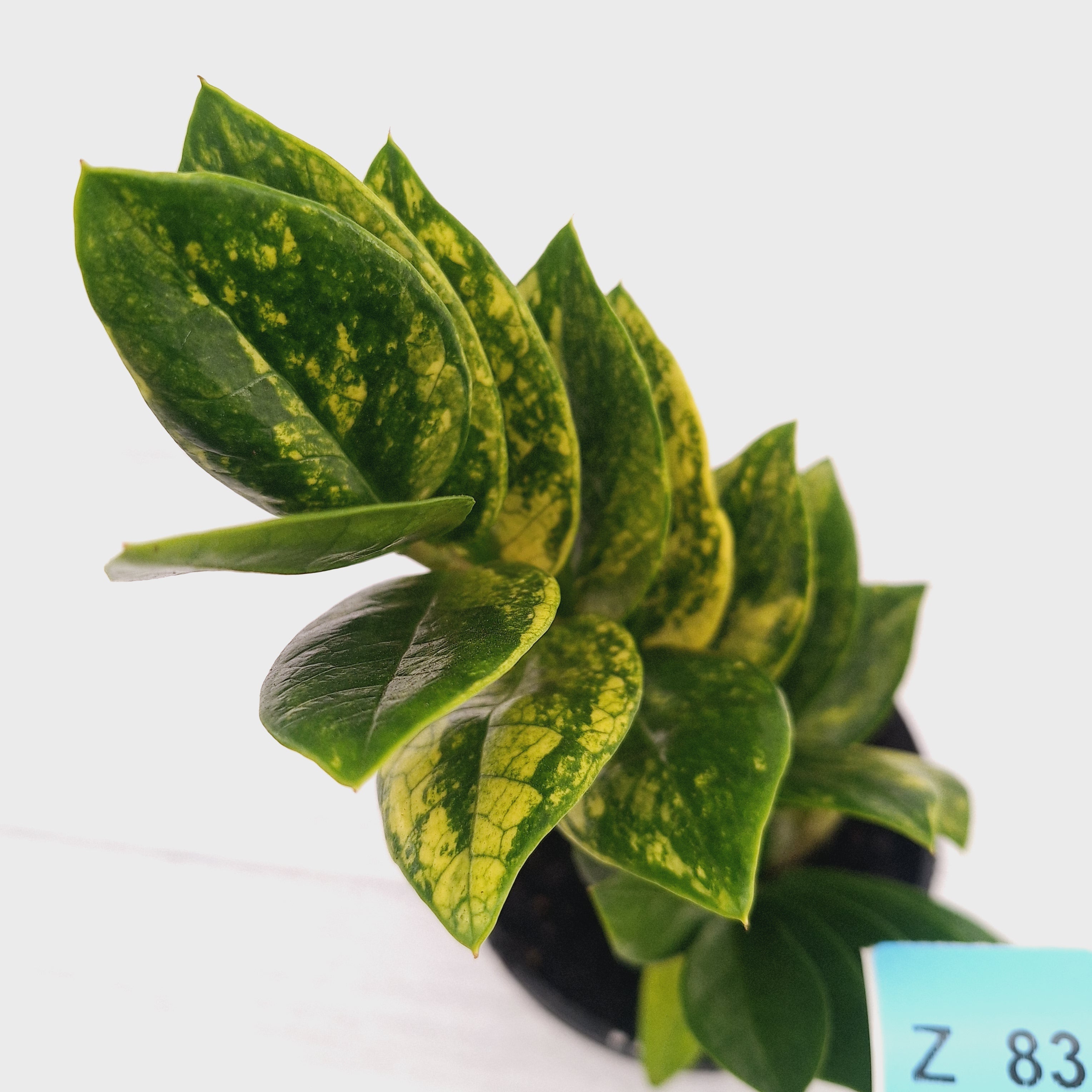 Zamioculcas zamiifolia Variegated ZZ Plant