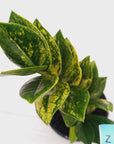 Zamioculcas zamiifolia Variegated ZZ Plant