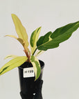 Philodendron serratum Caramel Marble Albo