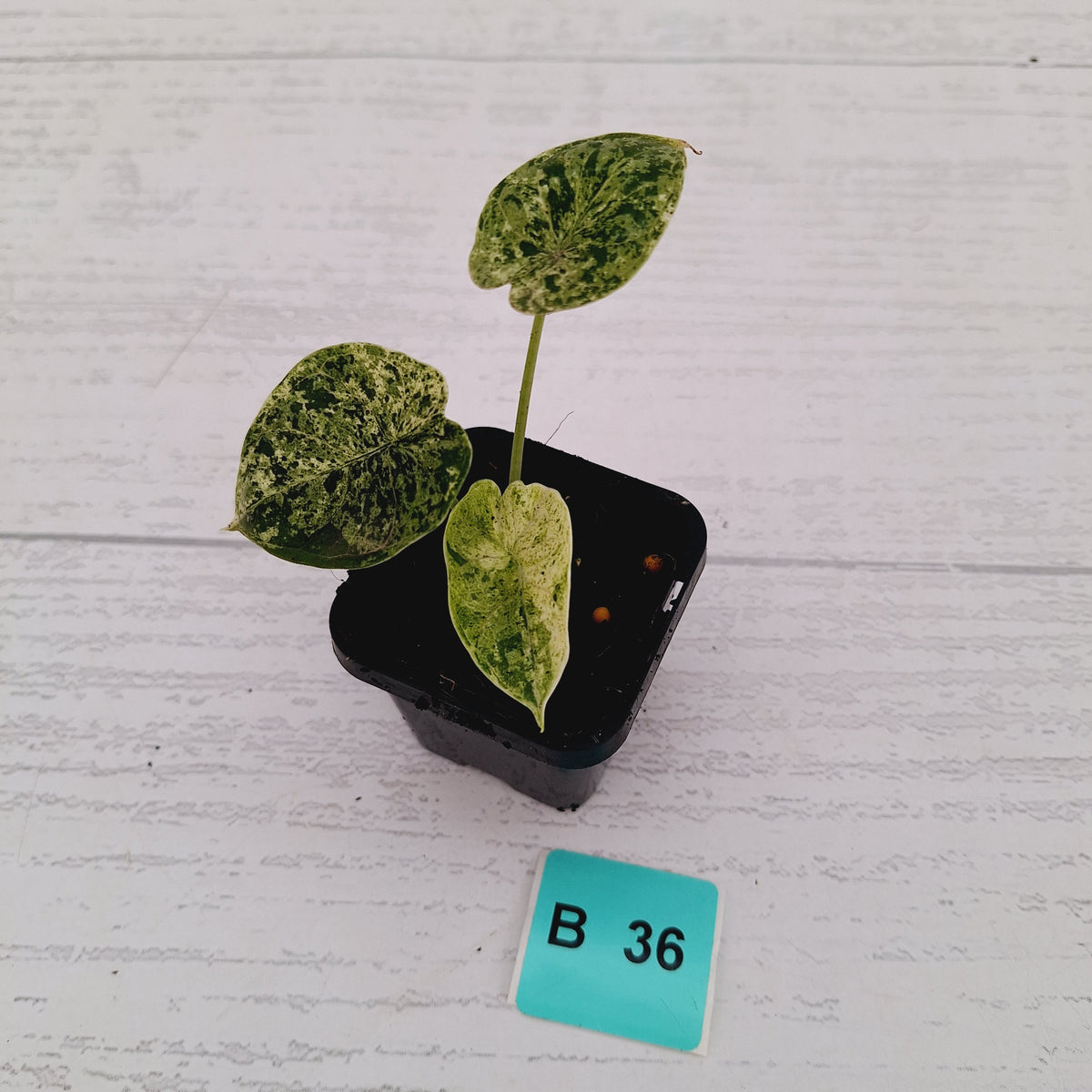 Alocasia baginda ‘Dragon Scale Mint’ -SALE
