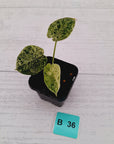 Alocasia baginda ‘Dragon Scale Mint’ -SALE