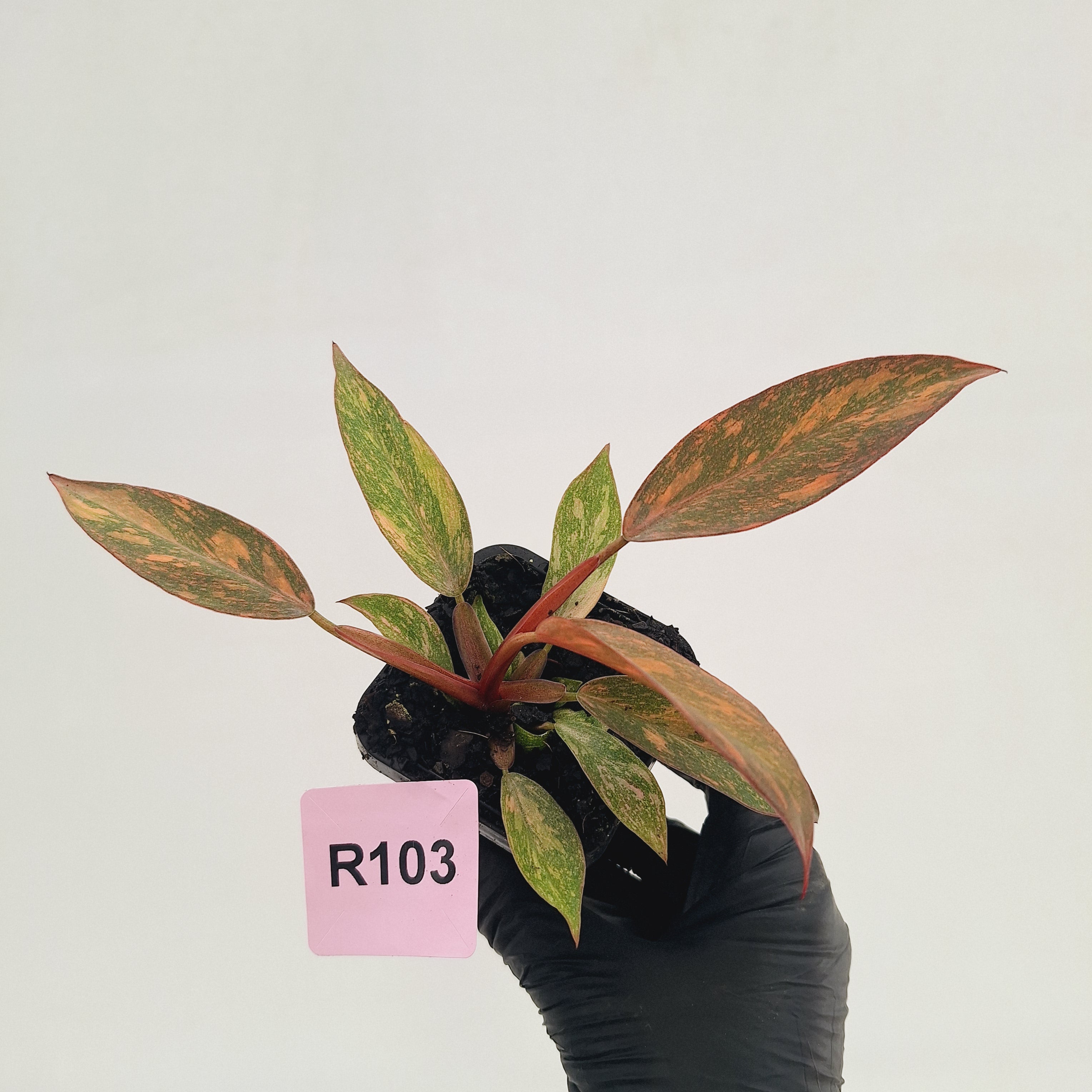 Philodendron 'Orange Princess' 70mm