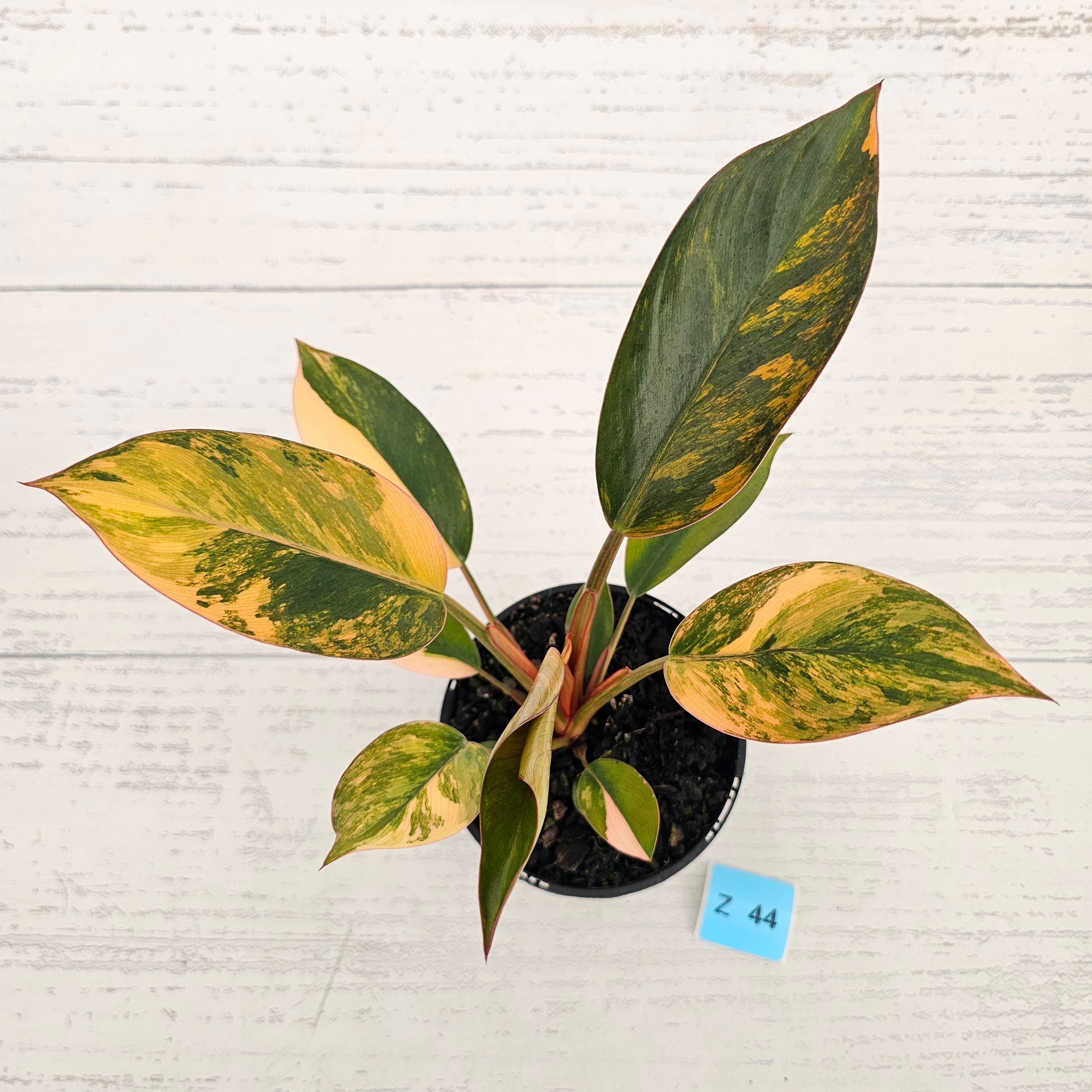 Philodendron 'Rojo Congo Variegated' 125mm
