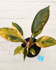 Philodendron 'Rojo Congo Variegated' 125mm