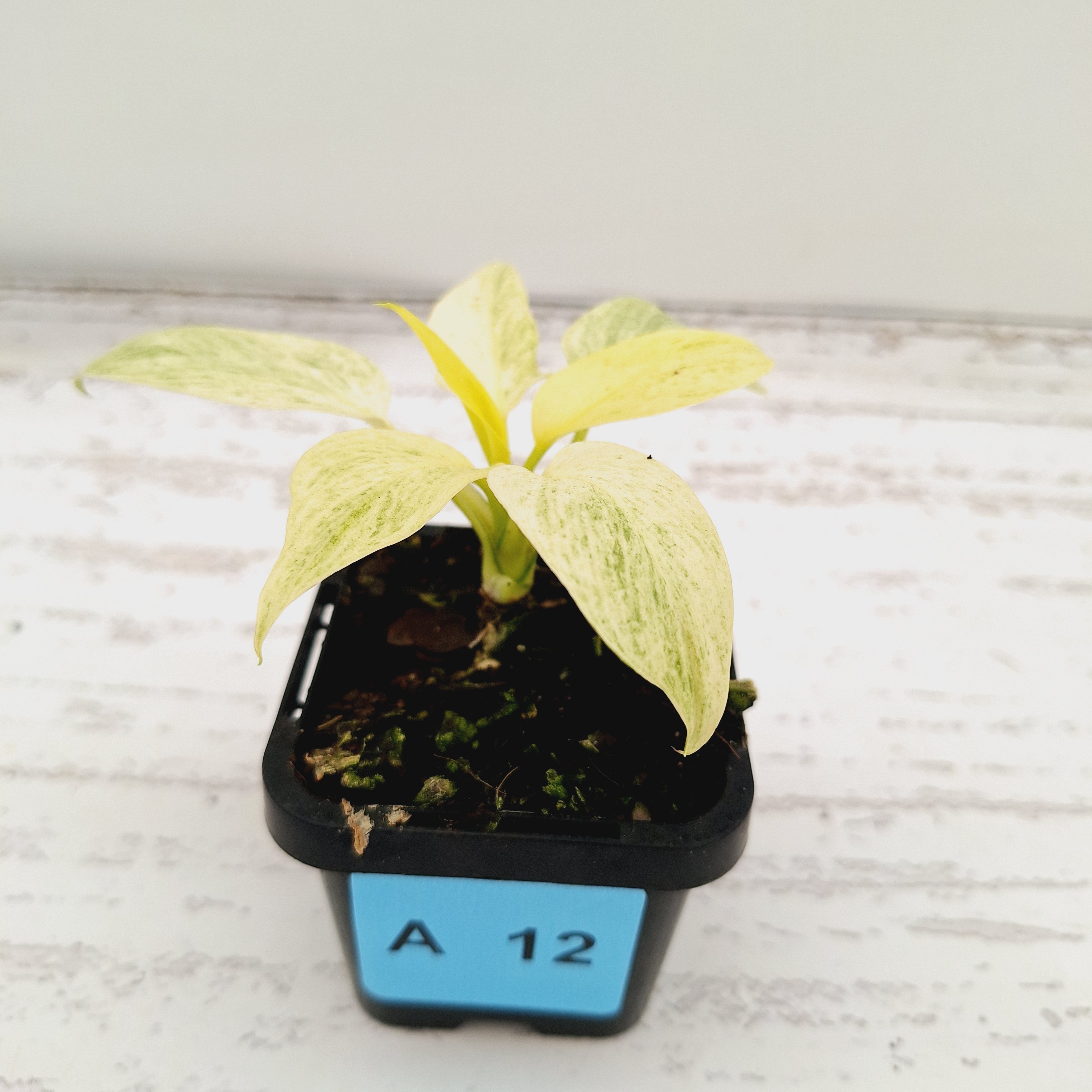 Homalomena sulcata ‘Cream Frost’ - SALE