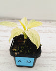 Homalomena sulcata ‘Cream Frost’ - SALE