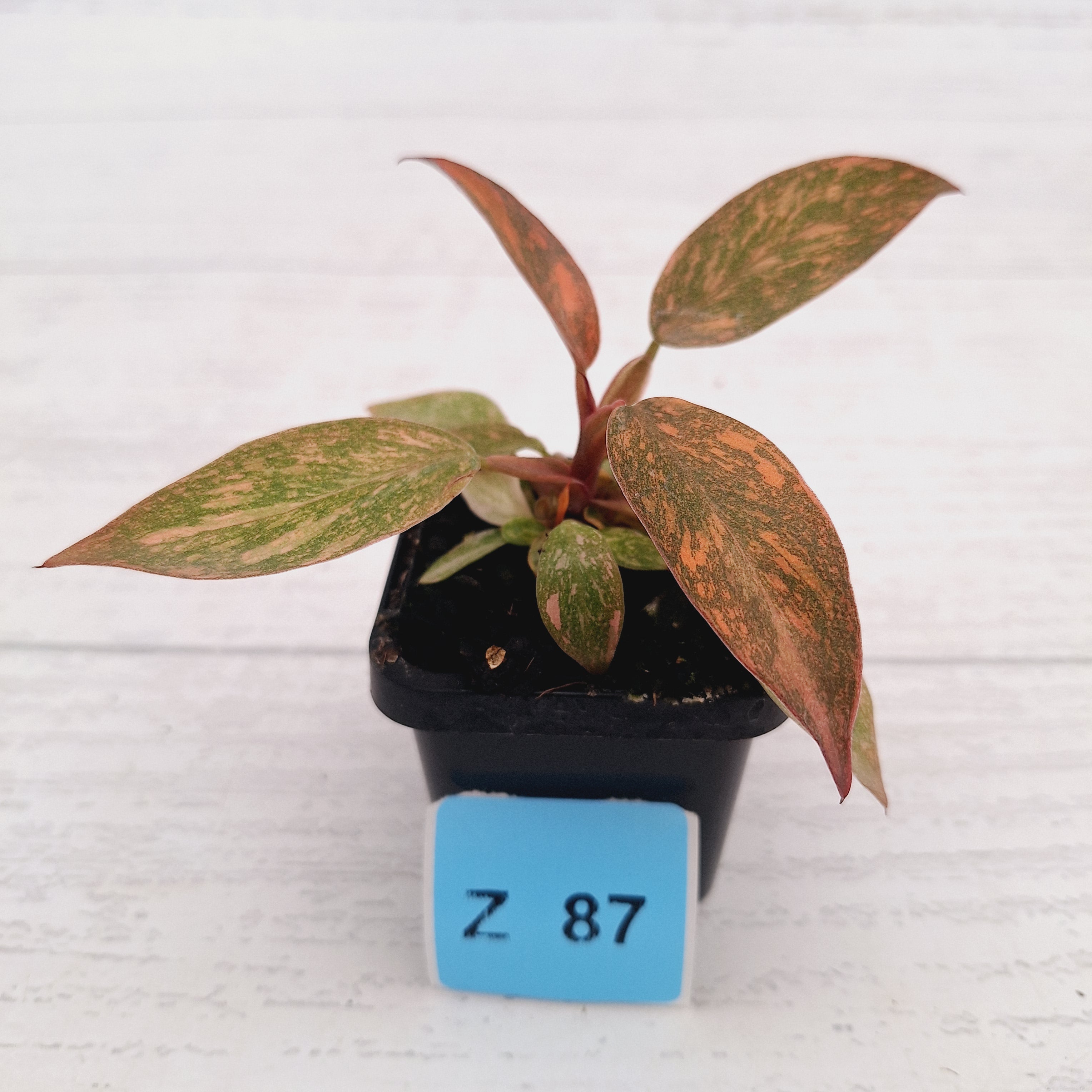 Philodendron 'Orange Princess'