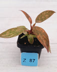 Philodendron 'Orange Princess'