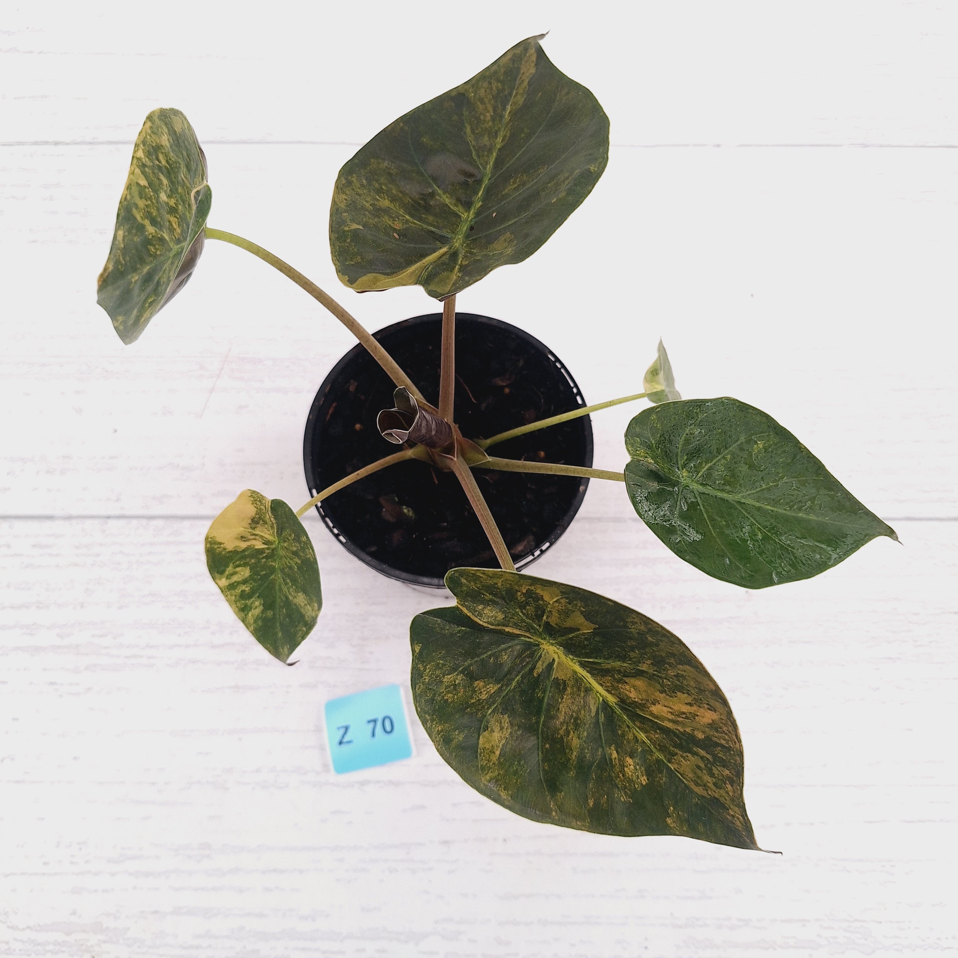 Alocasia ‘wentii’ Variegated - Sale