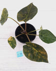 Alocasia ‘wentii’ Variegated - Sale