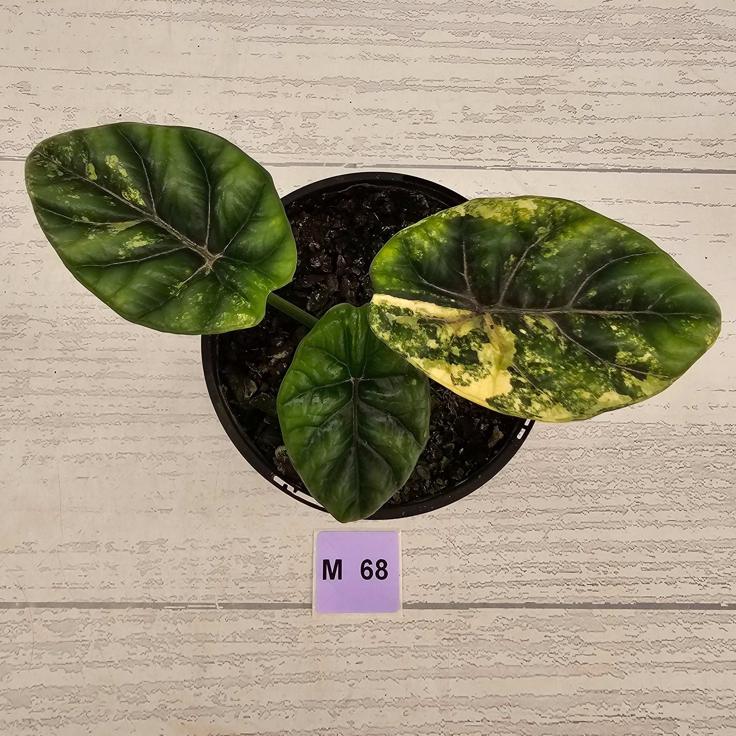 Alocasia sinuata Variegata