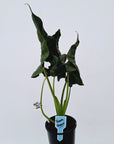 Alocasia Regal 'Shields' - Perfectly Imperfect